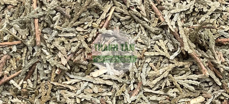 Vị thuốc Tang chi | Cửa Hàng Dược Liệu Thanh Tâm