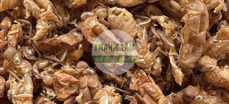 Vị thuốc Thuyền thoái | Cửa Hàng Dược Liệu Thanh Tâm