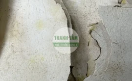 Vị thuốc Tỳ giải bắc | Cửa Hàng Dược Liệu Thanh Tâm