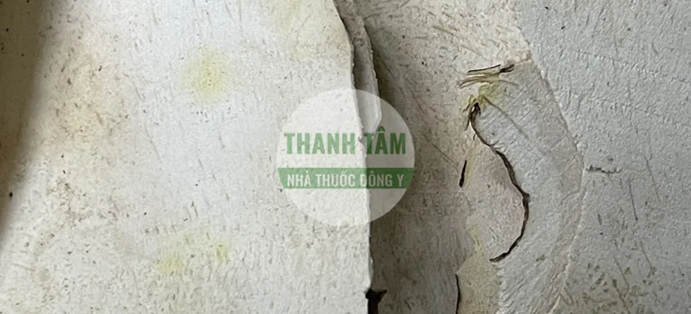 Vị thuốc Tỳ giải bắc | Cửa Hàng Dược Liệu Thanh Tâm