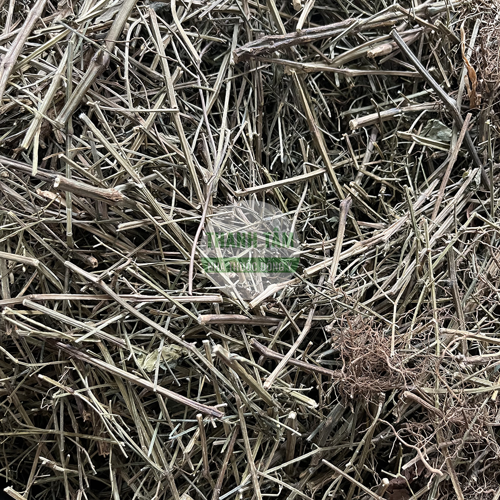Andrographis Chuan Xin Lian Andrographis paniculata Herba Andrographii Xuyên tâm liên herb used in TCM